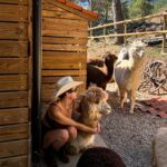 Margo Dumas Instagram - ✔️Обійматися з альпаками 🦙🤍 #alpacafarm 👉🏼 @merollabergueda