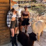 Margo Dumas Instagram - ✔️Обійматися з альпаками 🦙🤍 #alpacafarm 👉🏼 @merollabergueda