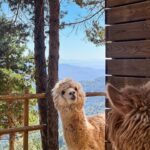 Margo Dumas Instagram - ✔️Обійматися з альпаками 🦙🤍 #alpacafarm 👉🏼 @merollabergueda