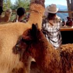Margo Dumas Instagram - ✔️Обійматися з альпаками 🦙🤍 #alpacafarm 👉🏼 @merollabergueda