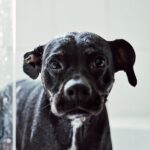 Mari Madrid Instagram - Since September 29, at 2:15pm there’s been an immense hole left in our hearts when our first doggy, best friend, and baby boy crossed the rainbow bridge at 14 years old. It’s impossible to articulate the amount of love we have for him, or this unforeseen amount of pain we feel with his passing. I actually don’t even remember a life without my best friend… every day, every habit, and every moment will have to be relearned. Until then we’ll keep thinking about all the beautiful people that felt his unconditional love and gave him love… and how he inspired us yet again with his perfect last day. How the clouds parted and the sunlight gently filled our living room. How the subtlest breeze was the only sound that filled our quiet home. How time stood still, rewound, and fast forwarded all in the same moment. Cocoboy — our boy, our old man… you did it. You beat so many obstacles. You lived a beautiful life. We’ll miss you dearly, think of you always, and love you forever. Cocoboy’s last day (some of these moments captured above): 7am morning walk with Baloo and Daddy 730am breakfast 8am playtime with Baloo, Numah and Daddy 830am goodbye kisses for Numah before she walks to school 1030am trip to the beach with Mommy and Daddy 12pm a bath from Mommy 1230pm broccoli treats from Mommy 1pm a dance party with Daddy and Mommy 145pm a nice nap 2pm a string cheese treat during my nap 215pm a peaceful, quiet, and beautiful forever sleep