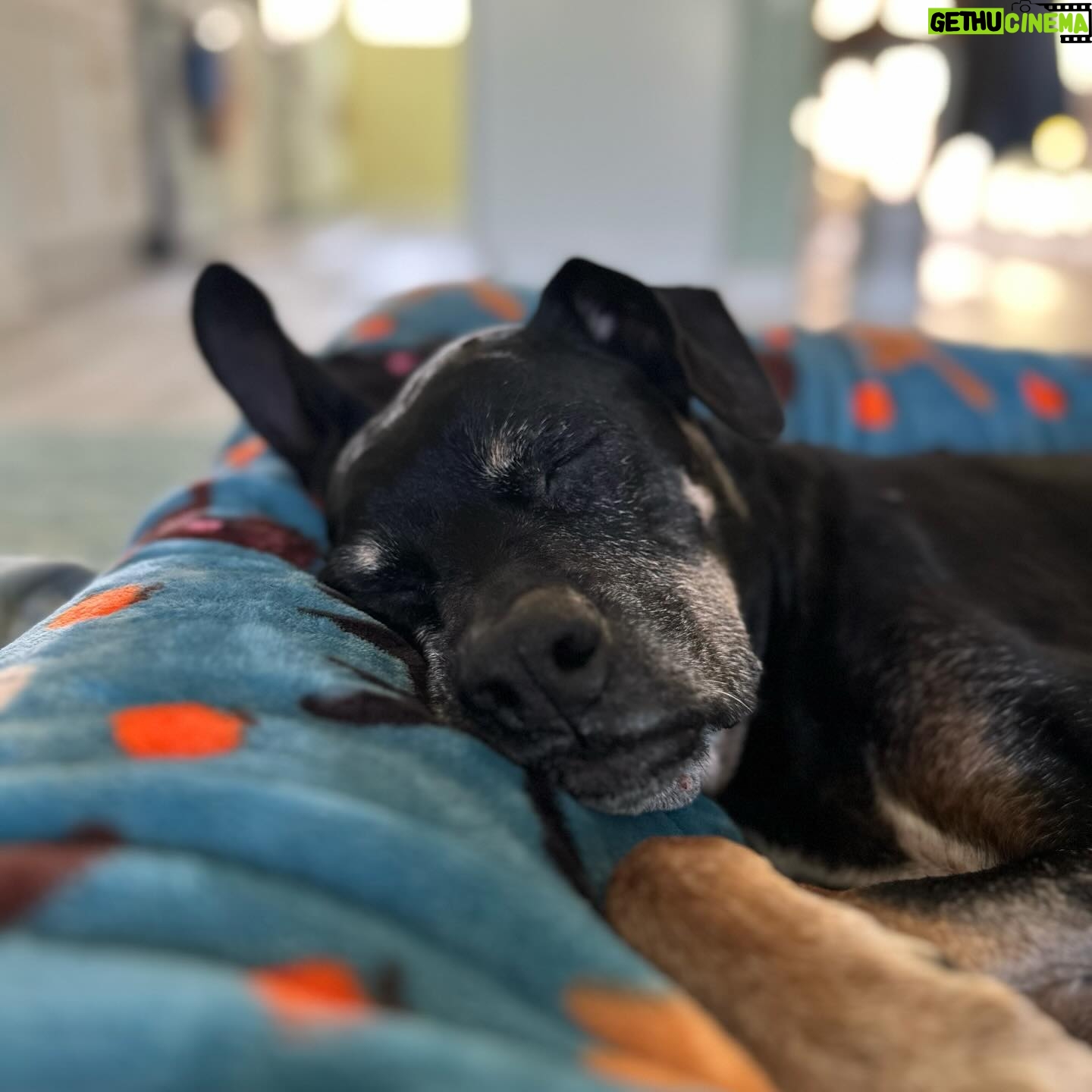 Mari Madrid Instagram - Since September 29, at 2:15pm there’s been an immense hole left in our hearts when our first doggy, best friend, and baby boy crossed the rainbow bridge at 14 years old. It’s impossible to articulate the amount of love we have for him, or this unforeseen amount of pain we feel with his passing. I actually don’t even remember a life without my best friend… every day, every habit, and every moment will have to be relearned. Until then we’ll keep thinking about all the beautiful people that felt his unconditional love and gave him love… and how he inspired us yet again with his perfect last day. How the clouds parted and the sunlight gently filled our living room. How the subtlest breeze was the only sound that filled our quiet home. How time stood still, rewound, and fast forwarded all in the same moment. Cocoboy — our boy, our old man… you did it. You beat so many obstacles. You lived a beautiful life. We’ll miss you dearly, think of you always, and love you forever. Cocoboy’s last day (some of these moments captured above): 7am morning walk with Baloo and Daddy 730am breakfast 8am playtime with Baloo, Numah and Daddy 830am goodbye kisses for Numah before she walks to school 1030am trip to the beach with Mommy and Daddy 12pm a bath from Mommy 1230pm broccoli treats from Mommy 1pm a dance party with Daddy and Mommy 145pm a nice nap 2pm a string cheese treat during my nap 215pm a peaceful, quiet, and beautiful forever sleep