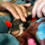 Mari Madrid Instagram - Since September 29, at 2:15pm there’s been an immense hole left in our hearts when our first doggy, best friend, and baby boy crossed the rainbow bridge at 14 years old. It’s impossible to articulate the amount of love we have for him, or this unforeseen amount of pain we feel with his passing. I actually don’t even remember a life without my best friend… every day, every habit, and every moment will have to be relearned. Until then we’ll keep thinking about all the beautiful people that felt his unconditional love and gave him love… and how he inspired us yet again with his perfect last day. How the clouds parted and the sunlight gently filled our living room. How the subtlest breeze was the only sound that filled our quiet home. How time stood still, rewound, and fast forwarded all in the same moment. Cocoboy — our boy, our old man… you did it. You beat so many obstacles. You lived a beautiful life. We’ll miss you dearly, think of you always, and love you forever. Cocoboy’s last day (some of these moments captured above): 7am morning walk with Baloo and Daddy 730am breakfast 8am playtime with Baloo, Numah and Daddy 830am goodbye kisses for Numah before she walks to school 1030am trip to the beach with Mommy and Daddy 12pm a bath from Mommy 1230pm broccoli treats from Mommy 1pm a dance party with Daddy and Mommy 145pm a nice nap 2pm a string cheese treat during my nap 215pm a peaceful, quiet, and beautiful forever sleep
