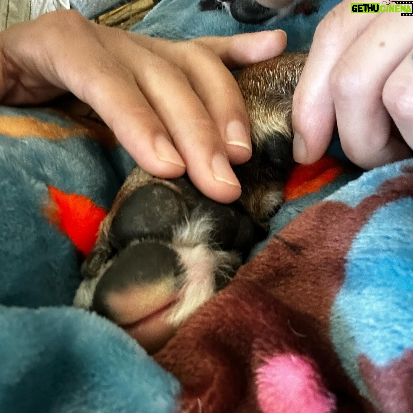 Mari Madrid Instagram - Since September 29, at 2:15pm there’s been an immense hole left in our hearts when our first doggy, best friend, and baby boy crossed the rainbow bridge at 14 years old. It’s impossible to articulate the amount of love we have for him, or this unforeseen amount of pain we feel with his passing. I actually don’t even remember a life without my best friend… every day, every habit, and every moment will have to be relearned. Until then we’ll keep thinking about all the beautiful people that felt his unconditional love and gave him love… and how he inspired us yet again with his perfect last day. How the clouds parted and the sunlight gently filled our living room. How the subtlest breeze was the only sound that filled our quiet home. How time stood still, rewound, and fast forwarded all in the same moment. Cocoboy — our boy, our old man… you did it. You beat so many obstacles. You lived a beautiful life. We’ll miss you dearly, think of you always, and love you forever. Cocoboy’s last day (some of these moments captured above): 7am morning walk with Baloo and Daddy 730am breakfast 8am playtime with Baloo, Numah and Daddy 830am goodbye kisses for Numah before she walks to school 1030am trip to the beach with Mommy and Daddy 12pm a bath from Mommy 1230pm broccoli treats from Mommy 1pm a dance party with Daddy and Mommy 145pm a nice nap 2pm a string cheese treat during my nap 215pm a peaceful, quiet, and beautiful forever sleep