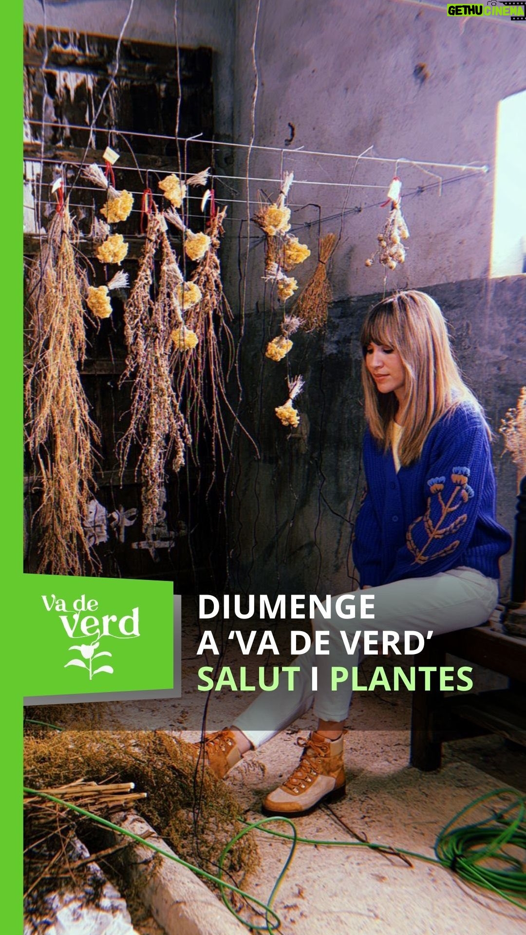 María Gómez - 265 Likes - 🌸🤧 Durant la primavera és molt comuna l’aparició de les al·lèrgies. A #VadeVerd amb @maria.gomezg descobriràs aquest diumenge algun remei casolà per no agafar cap constipat amb els canvis de temperatura.
⏰ A les 14:15 h a @la2_tve i a rtveplay.cat