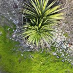 Maria Botelho Moniz Instagram – Lisboa. 🌵