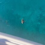 Maria Hering Instagram - Nature at his finest 🫶 loved watching this torpedo underwater duck 🦆😅.. one week on the catamaran are now over .. amazing memories like this are made .. 🤩 . #catamarantrip, #enjoythemoment, #love, #light, #greekislands, #ioniansea, #awareness, #selfgrowth, #makingmemories