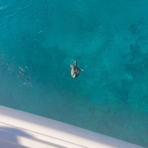 Maria Hering Instagram - Nature at his finest 🫶 loved watching this torpedo underwater duck 🦆😅.. one week on the catamaran are now over .. amazing memories like this are made .. 🤩
.
#catamarantrip, #enjoythemoment, #love, #light, #greekislands, #ioniansea, #awareness, #selfgrowth, #makingmemories