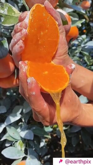 Maria Hering Instagram - Who else love fresh orange juice? 🤩. For those wondering what the white powder on the outer layer of the fruit is .. it’s calcium carbonate powder and it helps to protect the orange .. bc the peel is very thin .. 
.
🎥 love_fruitss on TikTok
.
#orangejuice, #nature, #orange, #fruits, #beautiful