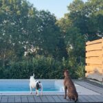 Maria Hering Instagram - Family time with two 🐶🐶.. the new dog of my mom grew up really fast 😅.. E-Jay in December 2021 vs. July 2022 .. this charming, sweet, chaotic and young boxer lady is totally in love with Napoleon and they are playing non stop with each other 😅 .. i love watching them play and tease each other .. #newbestfriends . #enjoythemoment, #doglove, #frenchbulldogwithboxer, #crazydoggang, #inlove, #napoleonontour, #love, #grateful, #thankyou, #naugthygang