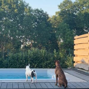 Maria Hering Instagram - Family time with two 🐶🐶.. the new dog of my mom grew up really fast 😅.. E-Jay in December 2021 vs. July 2022 .. this charming, sweet, chaotic and young boxer lady is totally in love with Napoleon and they are playing non stop with each other 😅 .. i love watching them play and tease each other .. #newbestfriends 
.
#enjoythemoment, #doglove, #frenchbulldogwithboxer, #crazydoggang, #inlove, #napoleonontour, #love, #grateful, #thankyou, #naugthygang