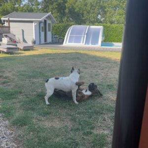 Maria Hering Instagram - Family time with two 🐶🐶.. the new dog of my mom grew up really fast 😅.. E-Jay in December 2021 vs. July 2022 .. this charming, sweet, chaotic and young boxer lady is totally in love with Napoleon and they are playing non stop with each other 😅 .. i love watching them play and tease each other .. #newbestfriends 
.
#enjoythemoment, #doglove, #frenchbulldogwithboxer, #crazydoggang, #inlove, #napoleonontour, #love, #grateful, #thankyou, #naugthygang