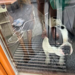 Maria Hering Instagram - Family time with two 🐶🐶.. the new dog of my mom grew up really fast 😅.. E-Jay in December 2021 vs. July 2022 .. this charming, sweet, chaotic and young boxer lady is totally in love with Napoleon and they are playing non stop with each other 😅 .. i love watching them play and tease each other .. #newbestfriends 
.
#enjoythemoment, #doglove, #frenchbulldogwithboxer, #crazydoggang, #inlove, #napoleonontour, #love, #grateful, #thankyou, #naugthygang