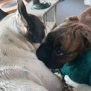 Maria Hering Instagram - Family time with two 🐶🐶.. the new dog of my mom grew up really fast 😅.. E-Jay in December 2021 vs. July 2022 .. this charming, sweet, chaotic and young boxer lady is totally in love with Napoleon and they are playing non stop with each other 😅 .. i love watching them play and tease each other .. #newbestfriends 
.
#enjoythemoment, #doglove, #frenchbulldogwithboxer, #crazydoggang, #inlove, #napoleonontour, #love, #grateful, #thankyou, #naugthygang