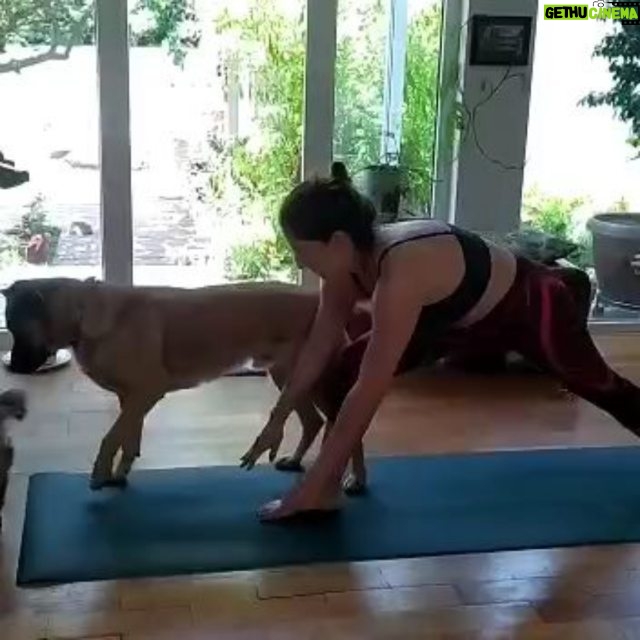 Mariana Loyola - 6.2K Likes - Practicar yoga con un perro y una gata 😂😂😂
La foto del final lo resume todo.
Feliz Navidaccccc humanxs.
Abrazo cariñoso y contenedor para cada unx.
Ojalá les regale una sonrisa ♥💫
