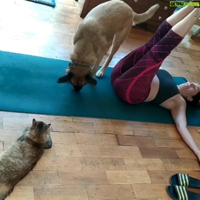 Mariana Loyola - 6.2K Likes - Practicar yoga con un perro y una gata 😂😂😂
La foto del final lo resume todo.
Feliz Navidaccccc humanxs.
Abrazo cariñoso y contenedor para cada unx.
Ojalá les regale una sonrisa ♥💫