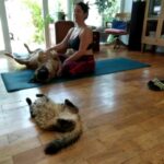 Mariana Loyola Instagram - Practicar yoga con un perro y una gata 😂😂😂 La foto del final lo resume todo. Feliz Navidaccccc humanxs. Abrazo cariñoso y contenedor para cada unx. Ojalá les regale una sonrisa ♥💫