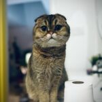 Marie-Lyne Joncas Instagram - Photo de chat! #martin