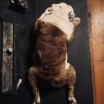 Marie-Lyne Joncas Instagram - Amis, chalet, chien! #géniesdelavitesse