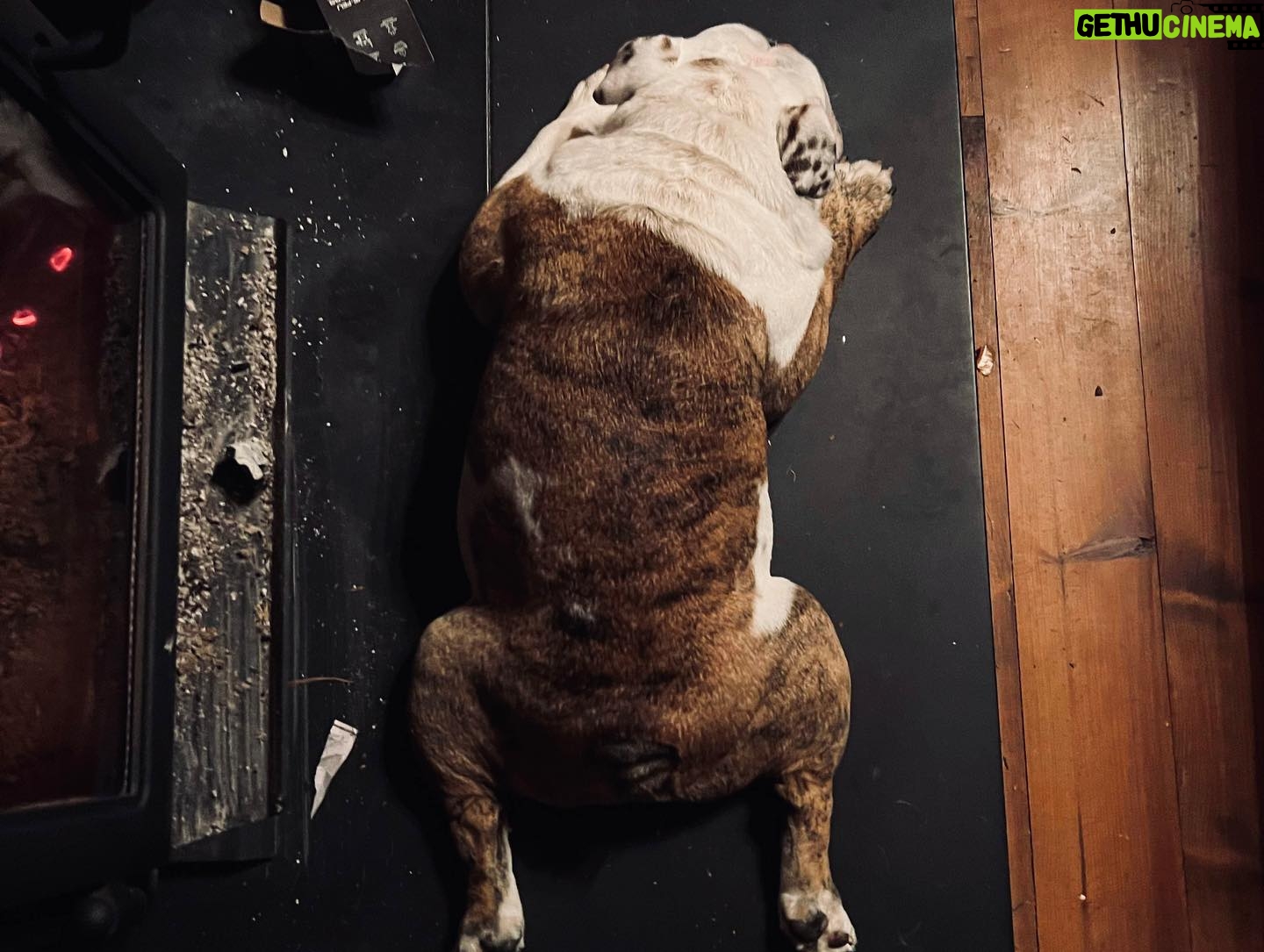 Marie-Lyne Joncas Instagram - Amis, chalet, chien! #géniesdelavitesse