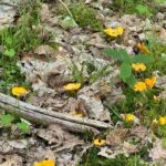 Marie Legault Instagram - Un week-end nature dans un cadre exceptionnel 🌳 #chevauxpassion #nature #yoga #sourire #bienetre #bonheur#campagnefrancaise #beaupaysage #girolles #champignonsauvage #cueillette #chienheureux #weekenddereve #cielmagnifique #fleurs #roses #arbrescentenaires #belleforêt #randonnée #gratitude