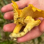 Marie Legault Instagram - Un week-end nature dans un cadre exceptionnel 🌳 #chevauxpassion #nature #yoga #sourire #bienetre #bonheur#campagnefrancaise #beaupaysage #girolles #champignonsauvage #cueillette #chienheureux #weekenddereve #cielmagnifique #fleurs #roses #arbrescentenaires #belleforêt #randonnée #gratitude