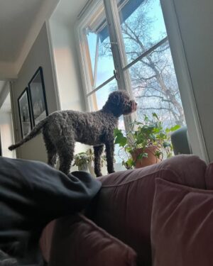 Marika Carlsson Instagram - 4år i dag! Familjens glädjespridare och familjens mittpunkt. Alltid vid vår sida, alltid nyfiken, alltid utmanande, alltid leksugen och alltid den som tar mest plats i sängen! #lagotto #4år