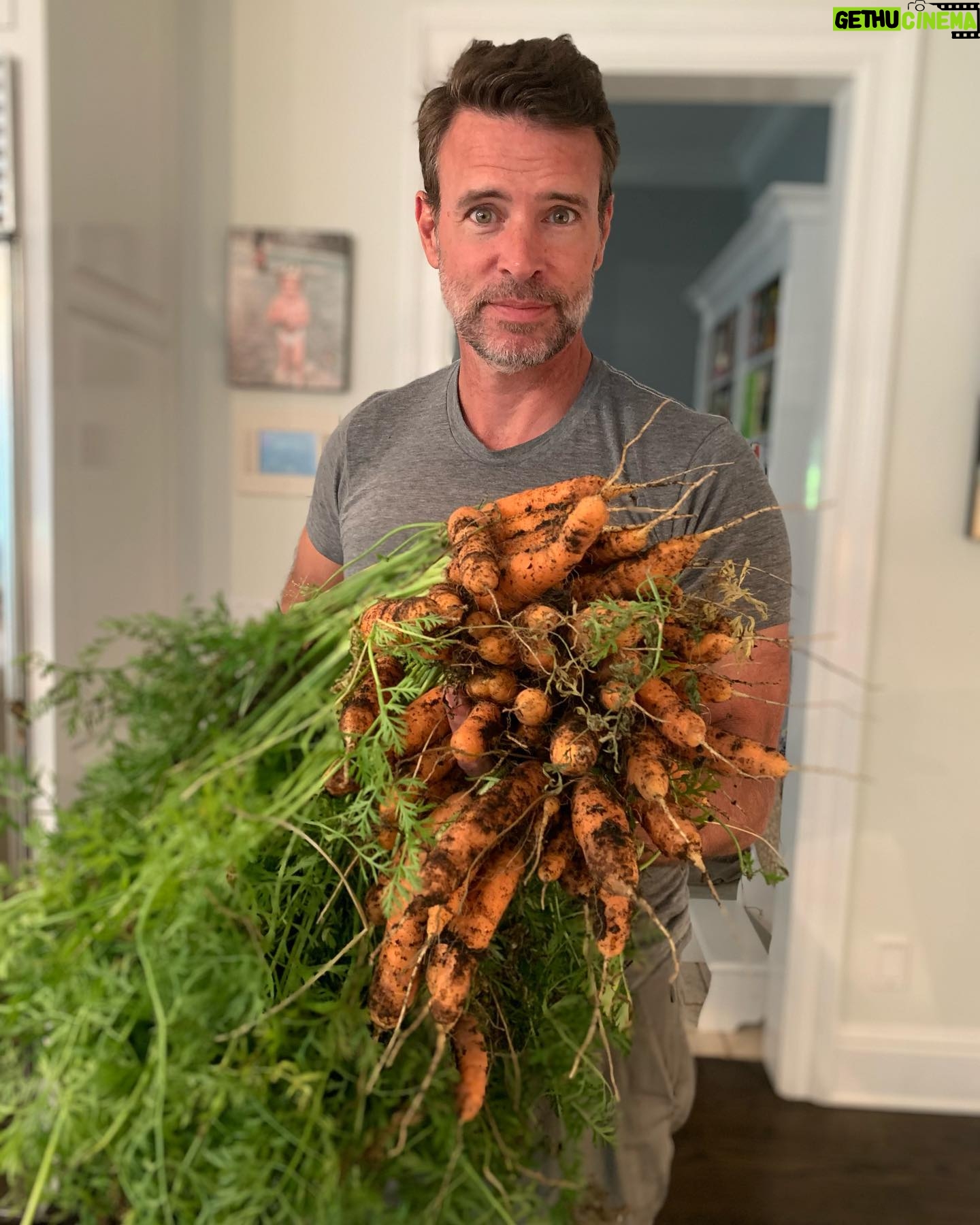 Marika Domińczyk - 4.6K Likes - 🥕 🥕 🥕 Last #harvest from our #garden @scottkfoley #carrotcake in our future (and #carrotmuffins 🤗)