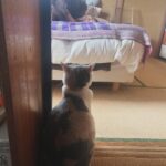 Marika Ito Instagram - NHPにて2023-24カレンダーをプロジェクトに更新しました🐈🐓