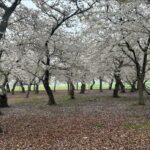 Mariloup Wolfe Instagram – Aujourd’hui sous la pluie, j’ai découvert la magnifique ville de Washington où les cerisiers étaient tous en fleur! 🌸 Vive le printemps! Ce qui m’a aussi marqué c’est le nombre et la beauté des bâtiments historiques. En plus que tous leurs musées sont sur la même rue et sont gratuits!!!!! C’est-tu pas merveilleux!!! Toute cette journée de découverte dans le but de venir présenter mon film Cœur de Slush invitée par le Bureau du Québec à Washington dans le cadre du mois de la francophonie! Merci pour cette belle invitation!!! 💙
