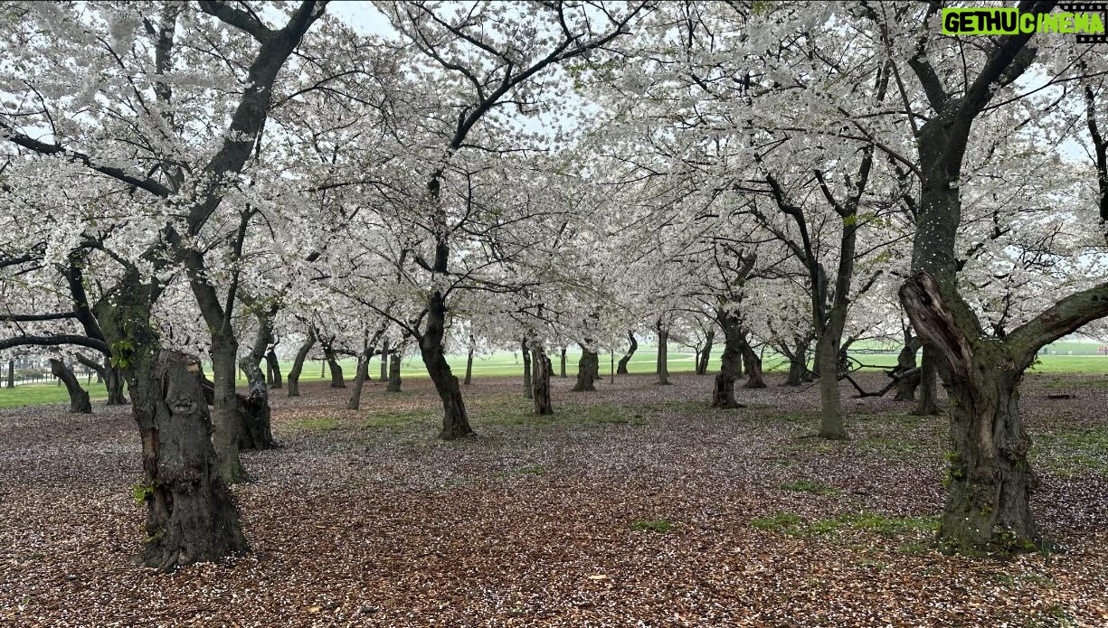 Mariloup Wolfe Instagram - Aujourd’hui sous la pluie, j’ai découvert la magnifique ville de Washington où les cerisiers étaient tous en fleur! 🌸 Vive le printemps! Ce qui m’a aussi marqué c’est le nombre et la beauté des bâtiments historiques. En plus que tous leurs musées sont sur la même rue et sont gratuits!!!!! C’est-tu pas merveilleux!!! Toute cette journée de découverte dans le but de venir présenter mon film Cœur de Slush invitée par le Bureau du Québec à Washington dans le cadre du mois de la francophonie! Merci pour cette belle invitation!!! 💙