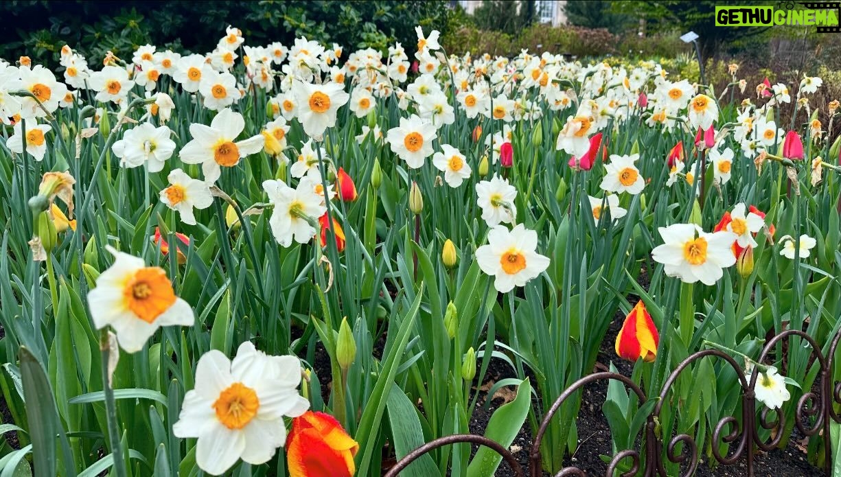 Mariloup Wolfe Instagram - Aujourd’hui sous la pluie, j’ai découvert la magnifique ville de Washington où les cerisiers étaient tous en fleur! 🌸 Vive le printemps! Ce qui m’a aussi marqué c’est le nombre et la beauté des bâtiments historiques. En plus que tous leurs musées sont sur la même rue et sont gratuits!!!!! C’est-tu pas merveilleux!!! Toute cette journée de découverte dans le but de venir présenter mon film Cœur de Slush invitée par le Bureau du Québec à Washington dans le cadre du mois de la francophonie! Merci pour cette belle invitation!!! 💙