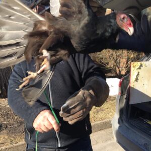 Marin Ireland Instagram - My Christmas card this year. For everyone who thought the vulture in episode 3 was maybe CGI…he was not. (Also we think it’s just mammals that died so Dennis Rodman—that is this bird’s name—would theoretically still be alive). He was a great scene partner and I loved him. #ythelastman