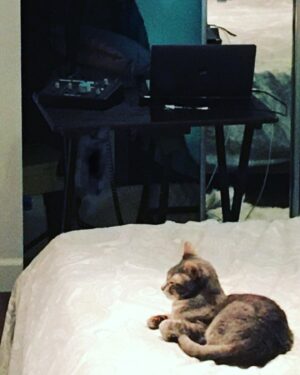 Marin Ireland Instagram - My panorama-era closet audiobook recording booth. And my engineer. First full book I recorded here was the masterpiece Leave The World Behind by @rumaanalam. If you know the book, it was...extremely meta. If you don’t, GET INTO IT.