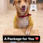 Marina Abraham Instagram – Here comes our Desi Girl 🐶😀
@browniethedesigirl 

#newaccount #dogsofinstagram #desigirl #petlovers #pet #dog #browniethedesigirl #dogreels