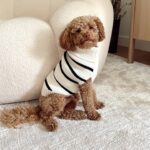 Marina Bastarache Instagram – Un peu de Bruno dans votre feed parce que je m’ennuie dejà de lui (même si ça fait juste 24h qu’il est chez sa tatie @marika_bastarache avec sa cousine LEYAAAAAAAA)! Je peux pas me passer de lui! Cacawuettiiiiiii di mamina

Ps. La 3ieme photo 😂🤌🏻👑