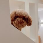 Marina Bastarache Instagram – Un peu de Bruno dans votre feed parce que je m’ennuie dejà de lui (même si ça fait juste 24h qu’il est chez sa tatie @marika_bastarache avec sa cousine LEYAAAAAAAA)! Je peux pas me passer de lui! Cacawuettiiiiiii di mamina

Ps. La 3ieme photo 😂🤌🏻👑