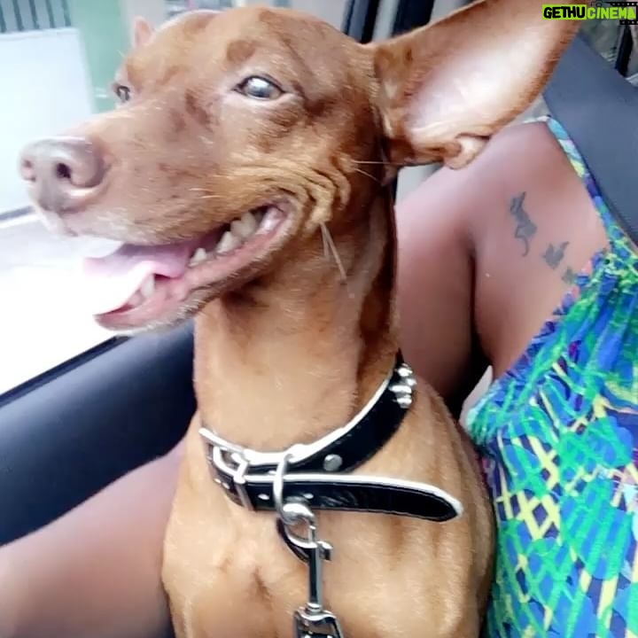 Marina Gregory - 3 Likes - Nickolas aka Nick 🕊️
Hoje, quero celebrar a vida do meu amado filho salsichinha que trouxe tanto amor e felicidade para minha vida.
Nick, foi diagnosticado com câncer a um mês atrás, mas infelizmente descobrimos tarde demais para seguir com o tratamento de quimioterapia.
Durante todo esse tempo, ele nos mostrou o verdadeiro significado de força e resiliência.
Ele iria completar 15 anos esse ano, e apesar dele ser idoso, ele sempre teve uma energia de filhote!
Nick é Milly agora estão juntinhos no céu.
Que sua memória seja um lembrete para valorizarmos cada momento com nossos companheiros peludos e espalharmos amor onde quer que formos. 🐾 🐶🤎#PraSempre
.
Nickolas aka Nick 🕊️
Today, I want to celebrate the life of my beloved wiener son who has brought so much love and happiness into my life.
Nick was diagnosed with cancer a month ago, but unfortunately we found out too late to continue with his chemotherapy treatment.
During all this time, he has shown us the true meaning of strength and resilience.
He would have turned 15 this year, and although he was old, he always had the energy of a puppy!
Nick and Milly are now together in heaven.
May his memory be a reminder to cherish every moment with our furry companions and spread love wherever we go. 🐾 🐶🤎#Forever