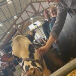 Marine Le Pen Instagram - Elle est la vache égérie de cette année, Oreillette ! Tout droit venue du département de l’Orne, cette magnifique vache normande est cette semaine à Paris pour honorer cette 60e édition du Salon international de l’Agriculture. #SIA2024