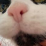 Marion Séclin Instagram - ✨Les chats, c’est des loisirs créatifs, en vrai