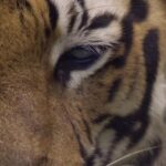 Marisa Cruz Instagram - The eye of the tiger. Always watching.