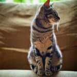 Marisa Cruz Instagram – Esta é a Mel, a gata mais meiga que conheço.