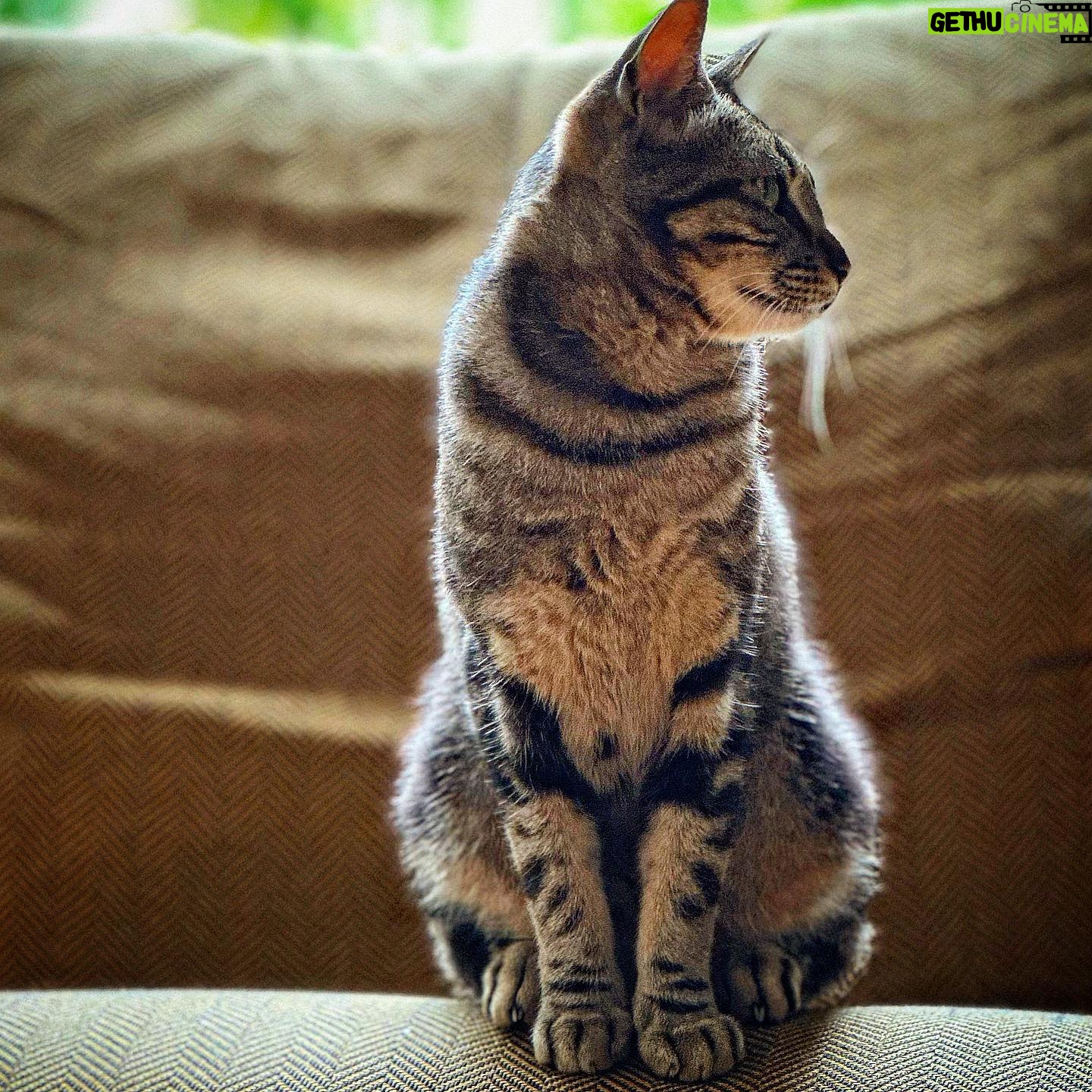 Marisa Cruz Instagram - Esta é a Mel, a gata mais meiga que conheço.