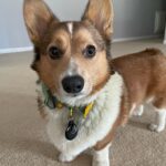 Marisha Ray Instagram – Apparently it’s National Corgi Day, so have some of this sweet loaf!
There’s not a day that goes by that Matt and I don’t look at each other and say “We have a corgi!” Love you so much, Omar! 😭