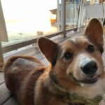 Marisha Ray Instagram – Apparently it’s National Corgi Day, so have some of this sweet loaf!
There’s not a day that goes by that Matt and I don’t look at each other and say “We have a corgi!” Love you so much, Omar! 😭