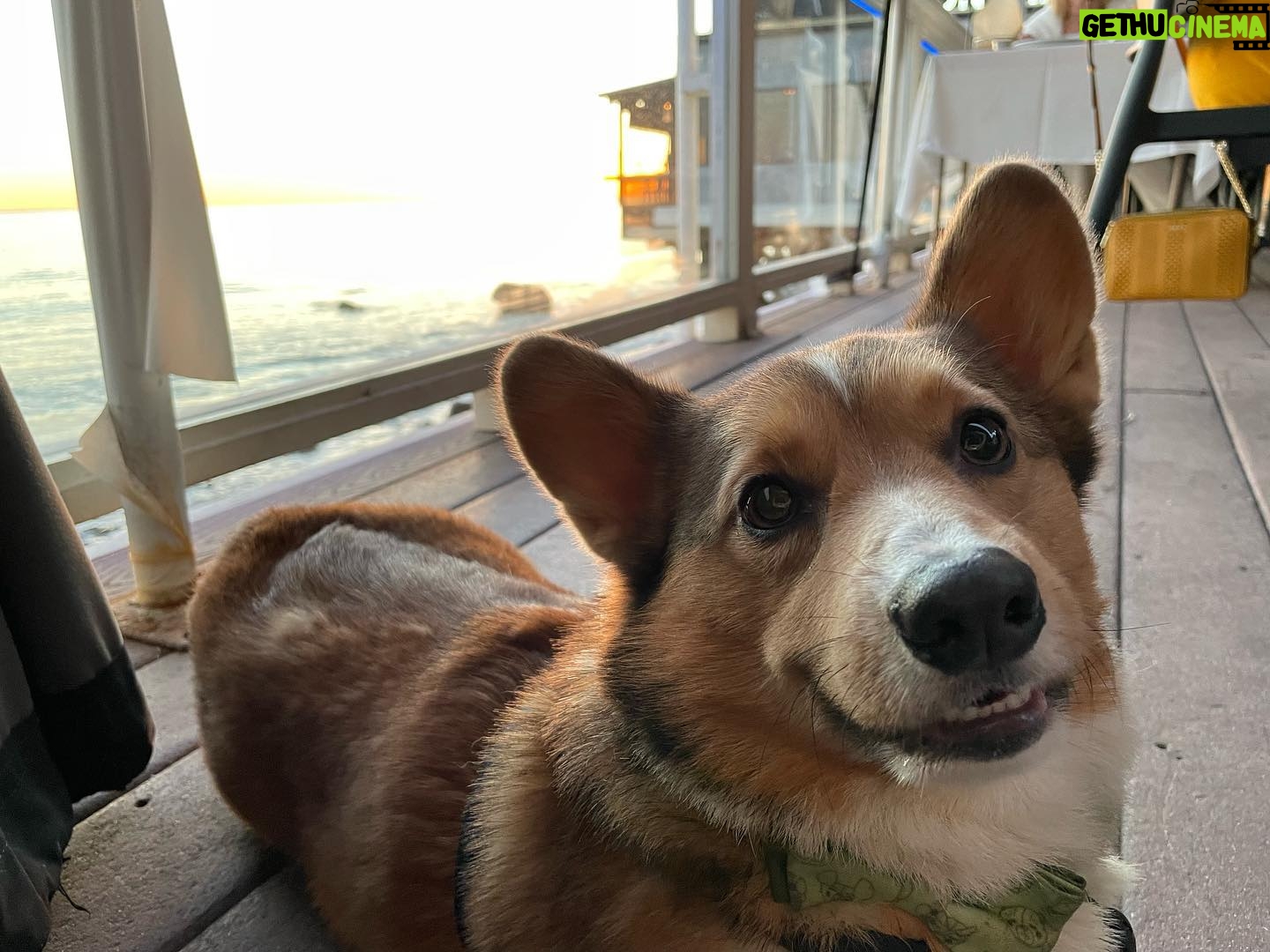 Marisha Ray Instagram - Apparently it’s National Corgi Day, so have some of this sweet loaf! There’s not a day that goes by that Matt and I don’t look at each other and say “We have a corgi!” Love you so much, Omar! 😭
