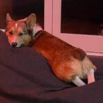 Marisha Ray Instagram – Apparently it’s National Corgi Day, so have some of this sweet loaf!
There’s not a day that goes by that Matt and I don’t look at each other and say “We have a corgi!” Love you so much, Omar! 😭