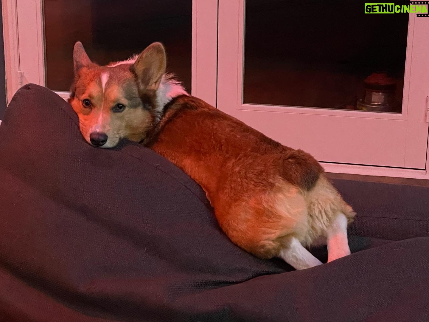Marisha Ray Instagram - Apparently it’s National Corgi Day, so have some of this sweet loaf! There’s not a day that goes by that Matt and I don’t look at each other and say “We have a corgi!” Love you so much, Omar! 😭
