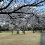 Mariya Nagao Instagram - アップグレードゴルフ収録 とっても暖かくて心地よくて桜も綺麗でした🌸 ゴルフの季節だ今年もたくさんゴルフしよう☺️⛳️