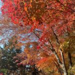 Mariya Nagao Instagram - 先日、仕事で軽井沢に行ったら紅葉がとーっても綺麗だったよ🍁 こんなベストなタイミングで軽井沢に行くのはじめてかもめちゃくちゃ気持ちよかったぁ😌 ディズニーの時の私服みせてとのことでタグ付けしたよう